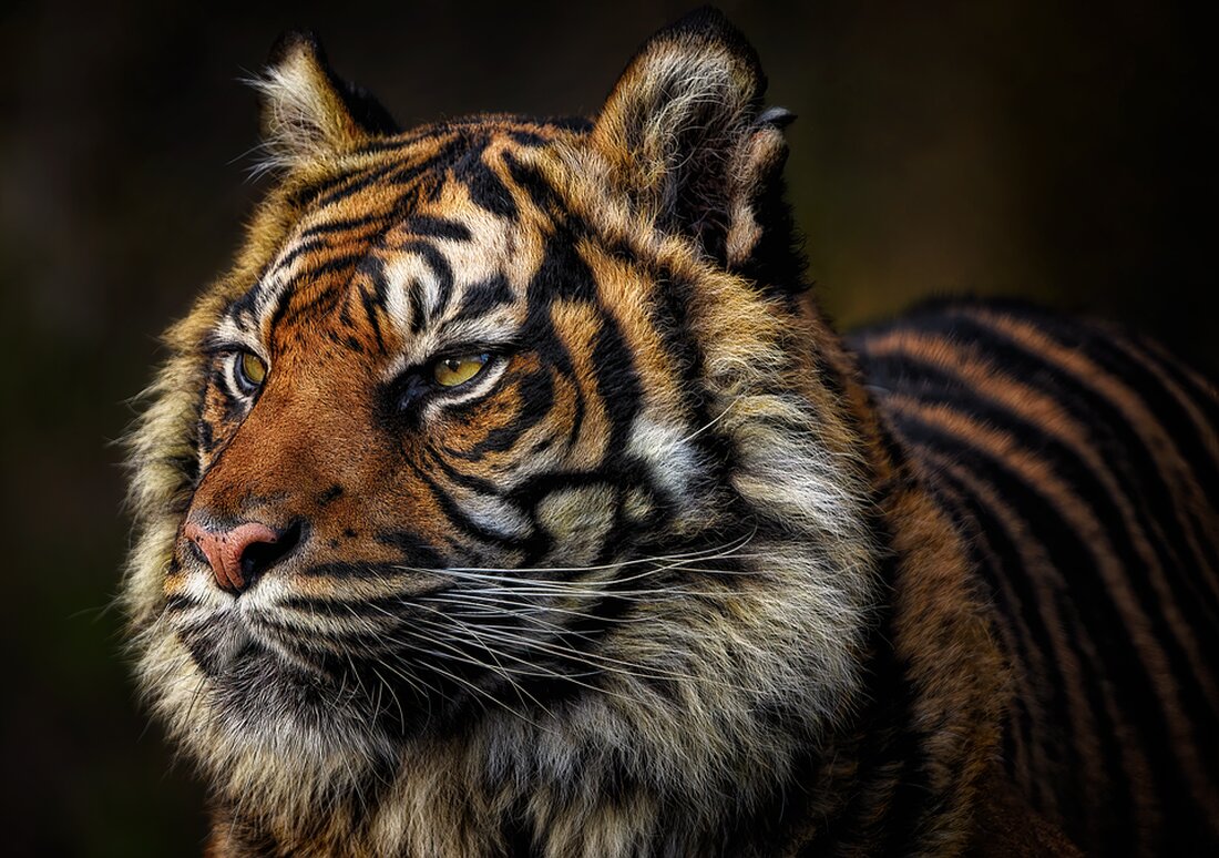 Im Zoo Leipzig sorgt Amurtiger Czar für Aufregung. Pfleger Hochgreve kämpft, um ihn an die Außenanlage zu gewöhnen.