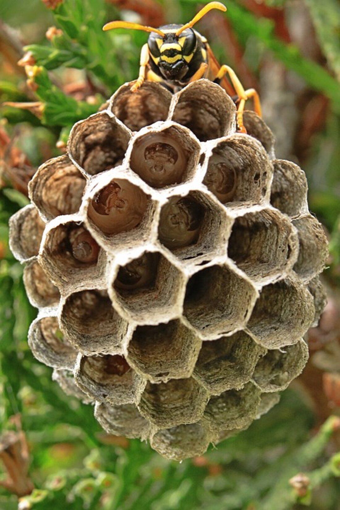 Erfahren Sie in unserem Artikel "Insektengifte: Kleiner Stich, große Wirkung!" alles über die Gefahren von Wespen- und Bienenstichen. Dr. med. Stephan Plümpe, Facharzt für HNO-Heilkunde, Allergologie, Stimm- und Sprachstörungen, erklärt die wichtigsten Fakten und wie man sich schützen kann. Lesen Sie jetzt mehr zum Thema Wespenstiche bei Helios Ambulant.