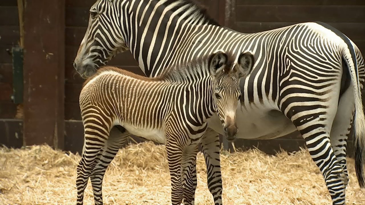 Der kleine Zebrapatient