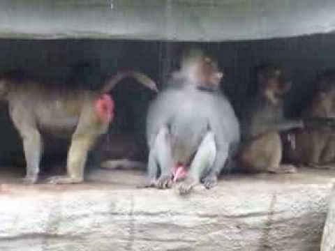 Hallo, hier bin ich der Chef der Hamadryas Paviane im Zoo Leipzig am Samstag, den 07.07.2012