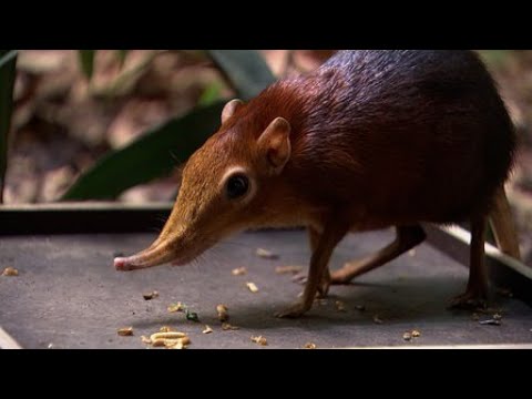 Leipziger Fabriken (Folge 964) | Elefant, Tiger & Co. | MDR