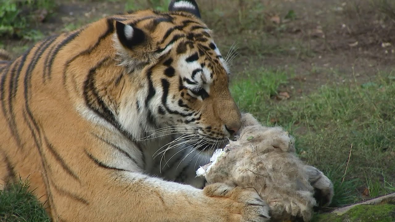 Tigerpika-Jagd