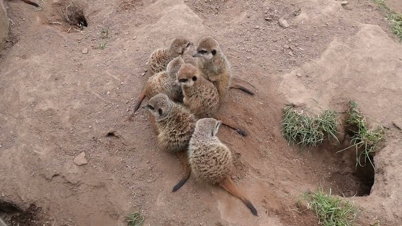 Boni besucht... den Leipziger Zoo