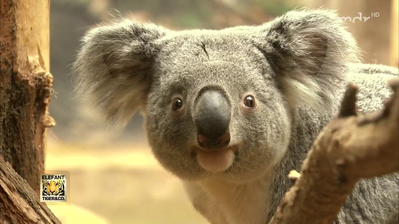 Koala wird Kumpel