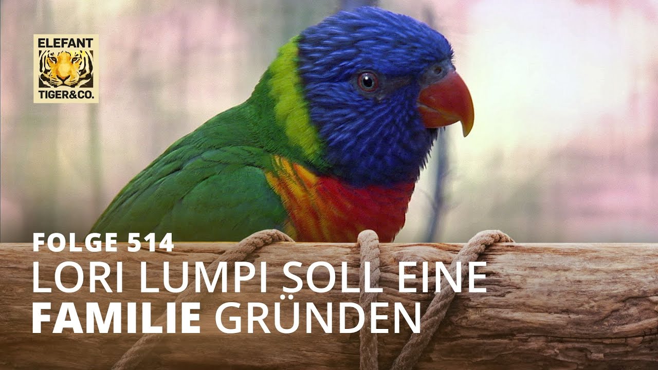 Eine schwierige Aufgabe (Folge 514) | Elefant, Tiger & Co. | MDR