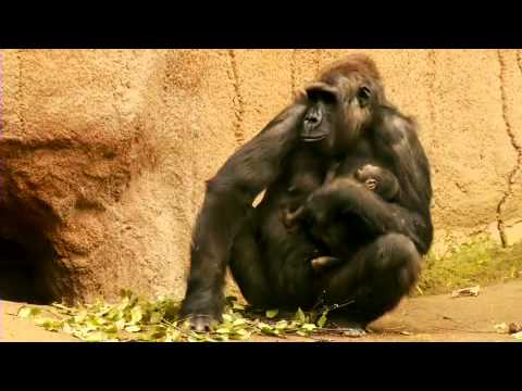 Leipziger Gorilla-Baby taucht zum ersten Mal auf