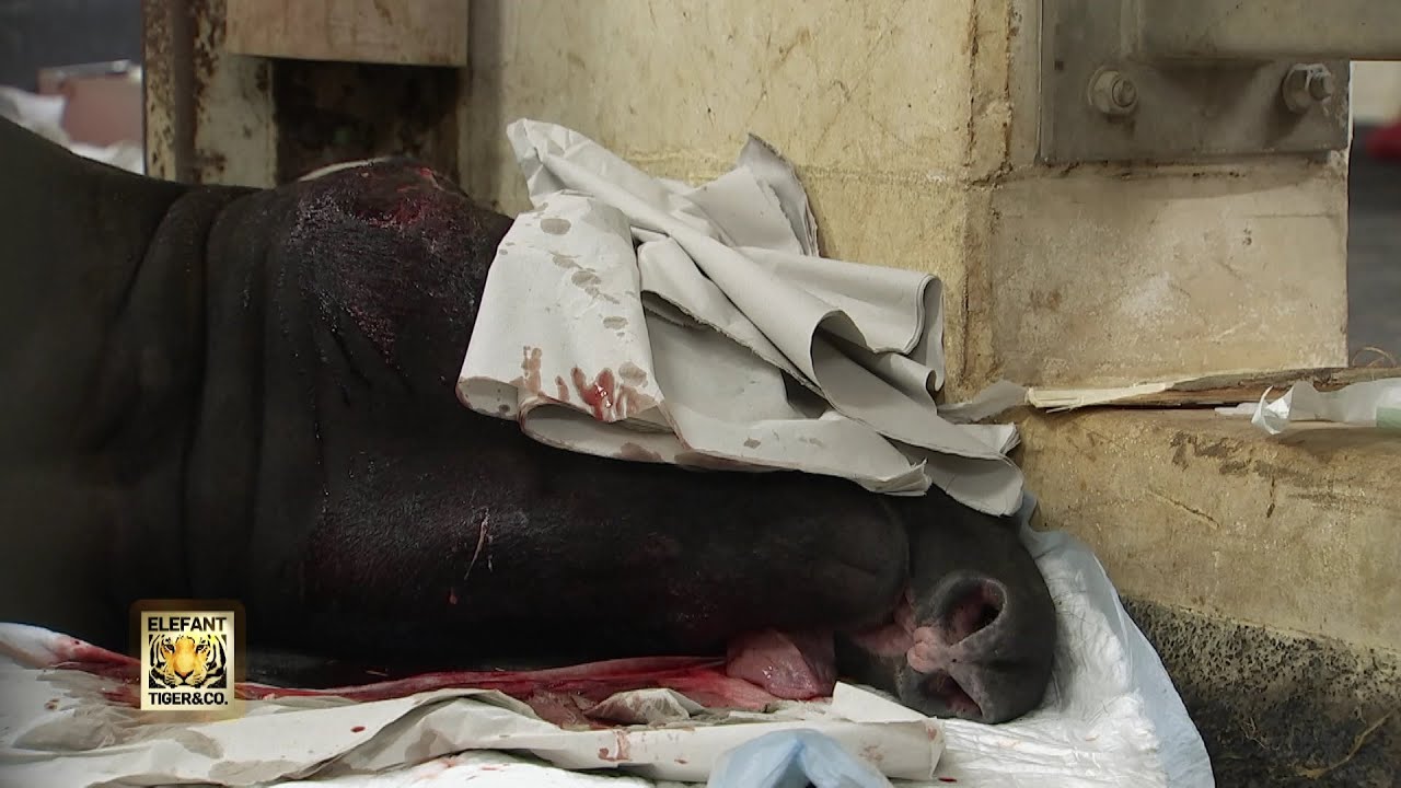 Riskante Operation am Tapir