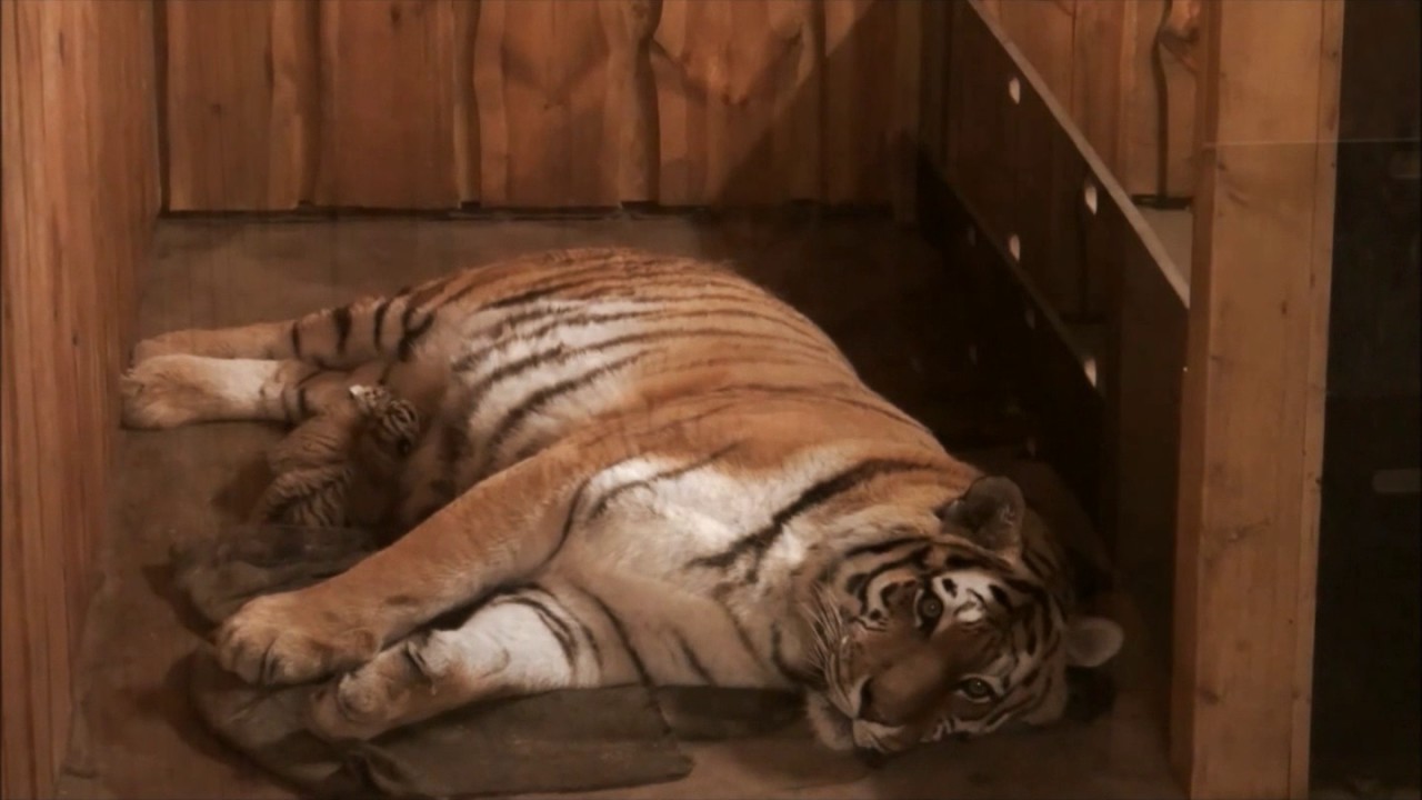 Tigerbabys im Leipziger Zoo
