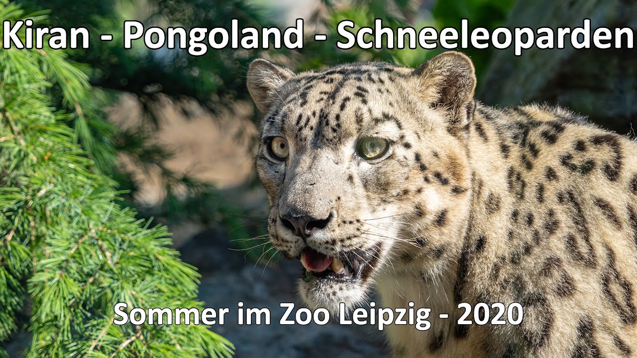 4k // Sommer im Zoo Leipzig - Der Natur auf der Spur - Kiran - Pongoland - Schneeleopard - Chillout
