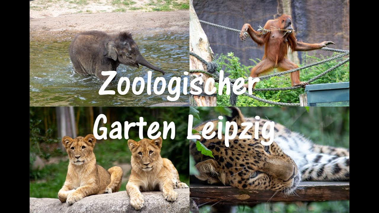 Guide und Bewertung des Leipziger Zoos