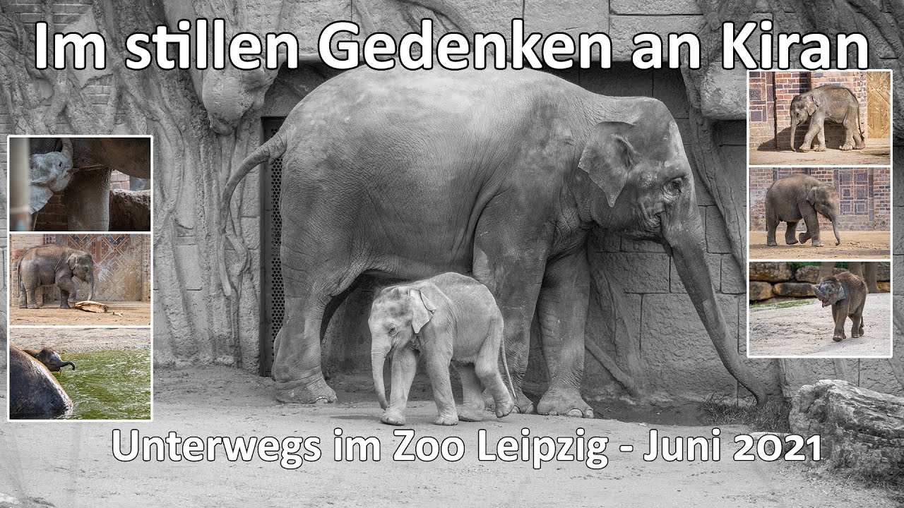 Unvergesslich Kiran der kleine Elefant - RIP - Unterwegs im Zoo Leipzig - Juni 2021 - SEL200-600G