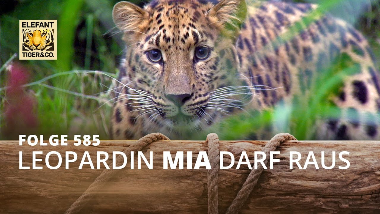 Mia, meine Mia (Folge 585) | Elefant, Tiger & Co. | MDR