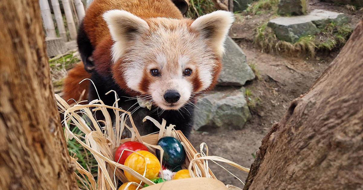 Tierische Osteraktionen im Zoo Leipzig