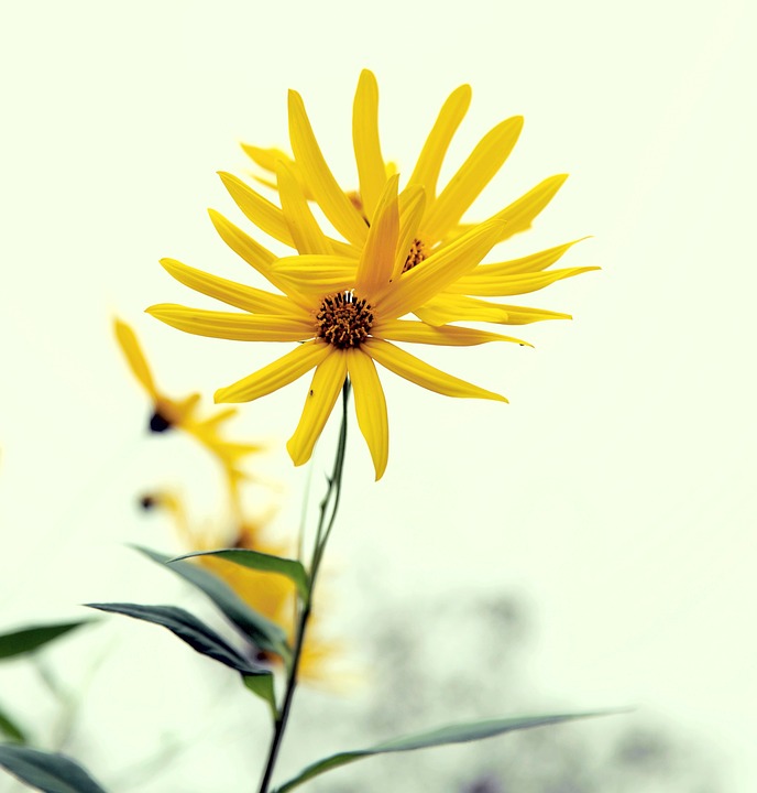 Gemeinschaftsgarten Schöneberg vorgestellt von Bezirksbürgermeister Oltmann