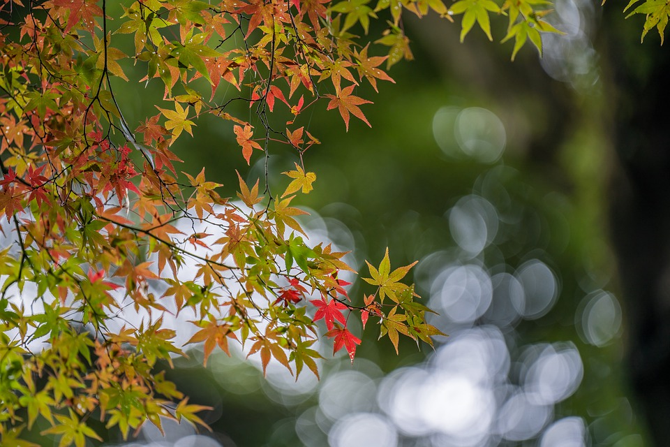 Baumnotfällung auf Steinplatz: Acer campestre wegen Stammriss gefällt