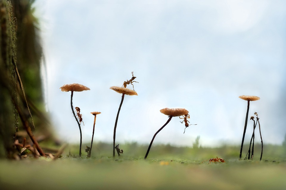 Insekten und Milben in unseren Gärten: Die unsichtbaren Helfer