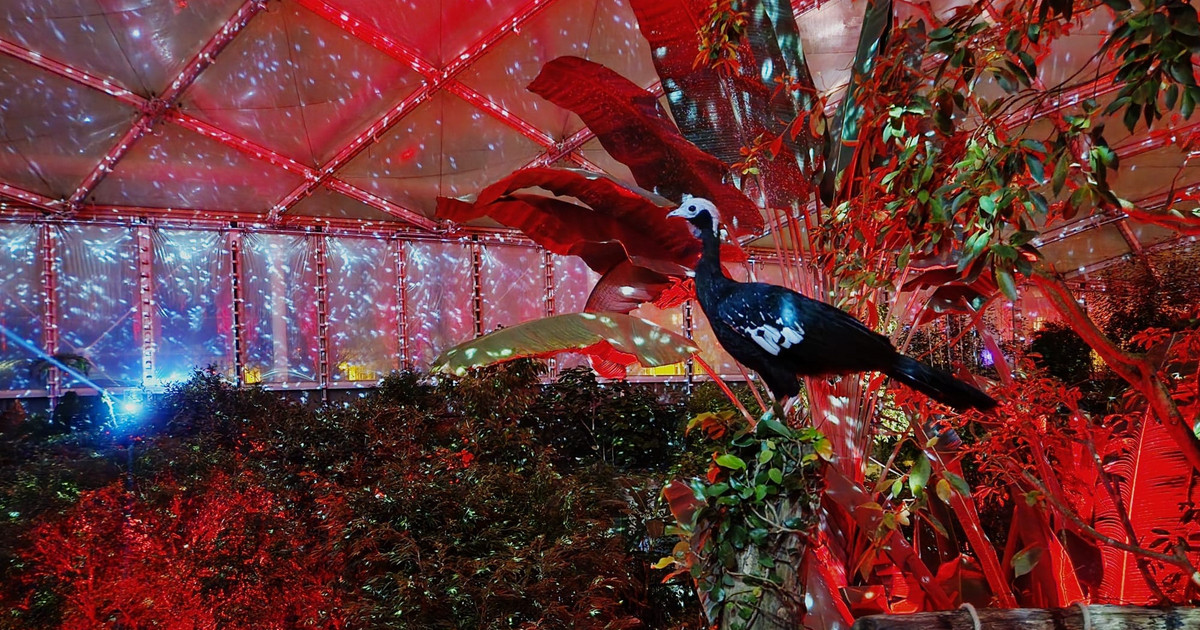 „Leipzig erstrahlt: Magisches Tropenleuchten im Zoo vom 9. Januar!“