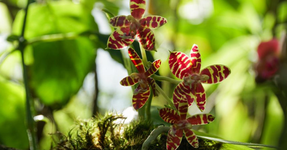 Orchideenschau 2025: Farbenfrohes Spektakel im Botanischen Garten Leipzig
